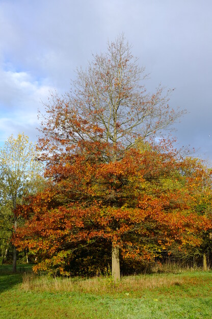 East lake park tree photo
