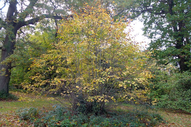 East lakeside tree photo