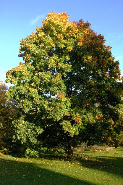 November tree photo