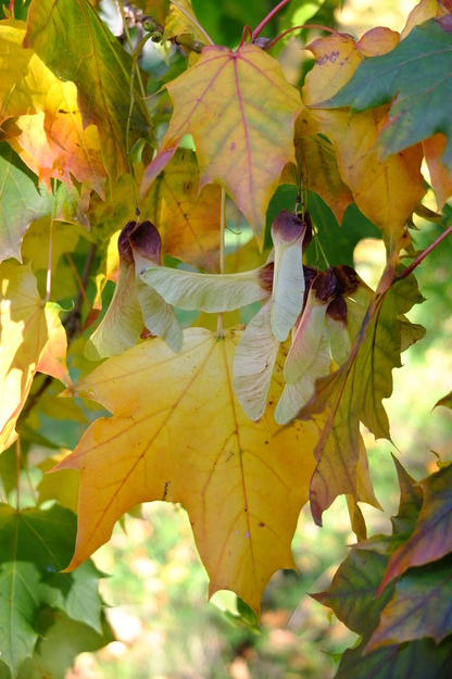 October close-up photo