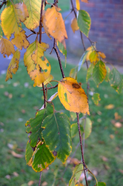 October close-up photo