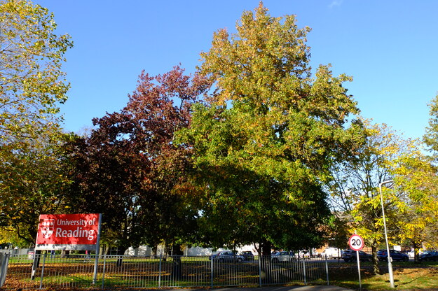 November tree photo