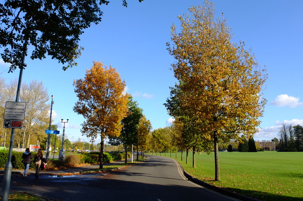 Queen's Drive tree photo