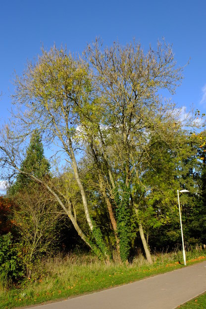 November tree photo