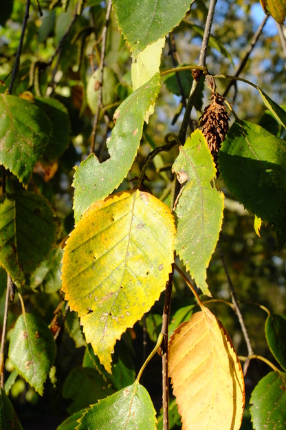 November close-up photo