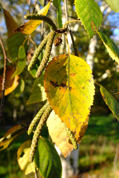 November close-up photo