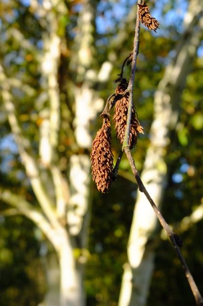 November close-up photo
