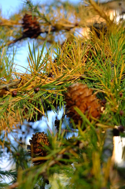 November close-up photo