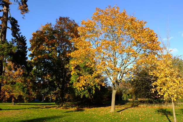 November tree photo