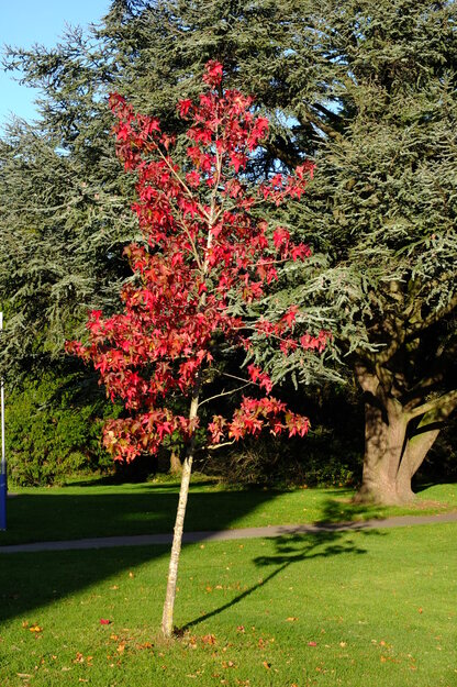 Childs lawn tree photo