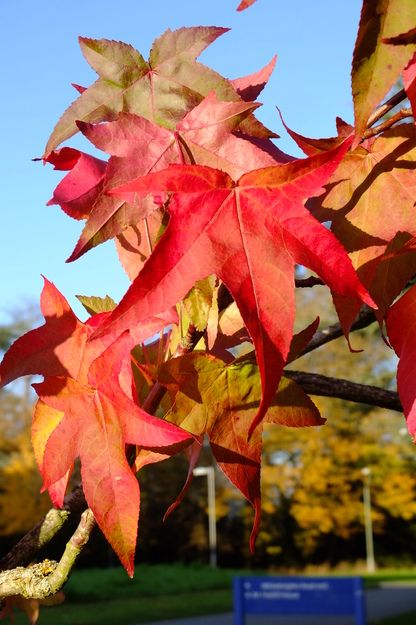 November close-up photo