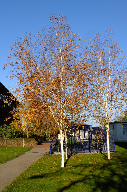 Agromet lawn tree photo