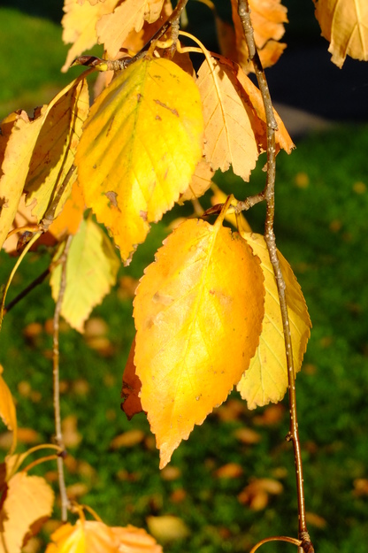 November close-up photo