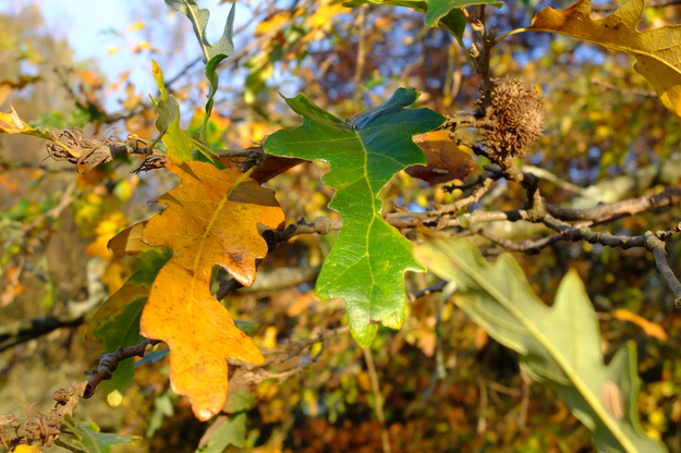 November close-up photo