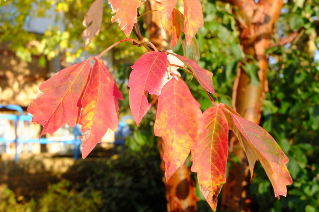 November close-up photo