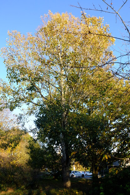 Photo of Populus tremula
