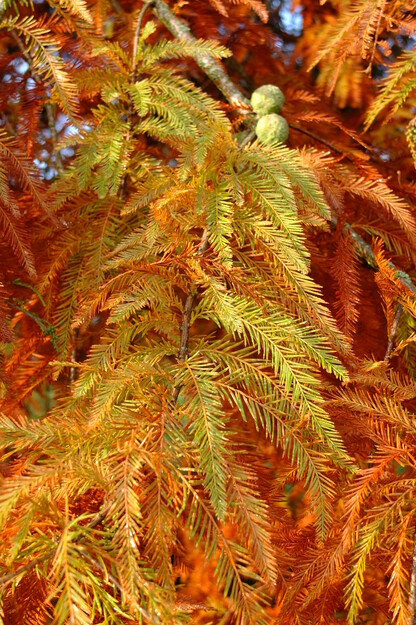 November close-up photo