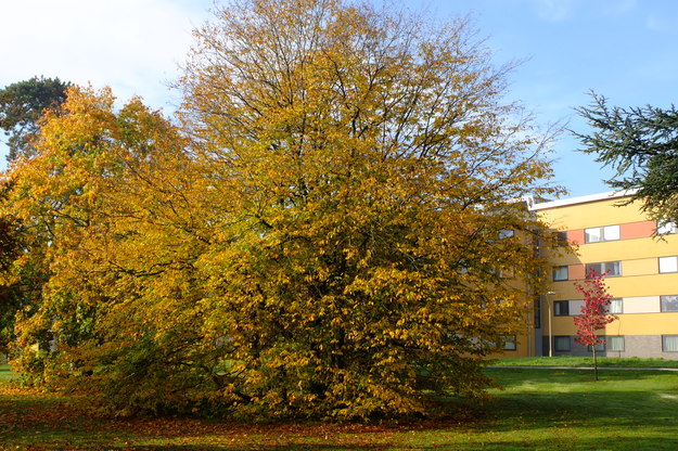 November tree photo