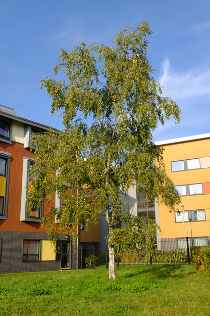 November tree photo
