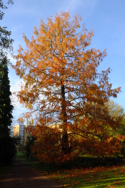 West lake corner tree photo
