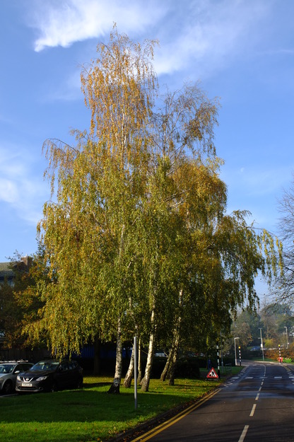 Tower North tree photo