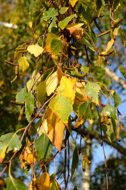 November close-up photo