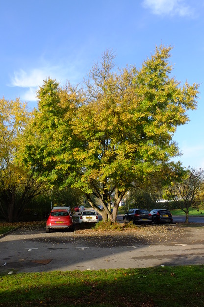 Henley North tree photo
