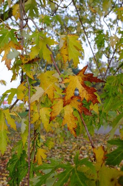 November close-up photo