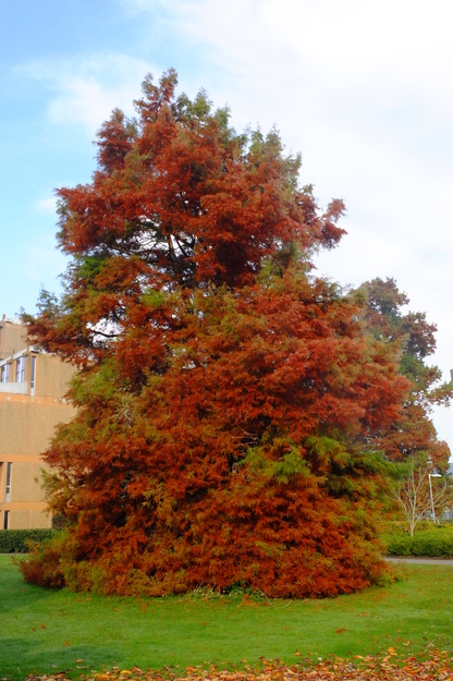 November tree photo