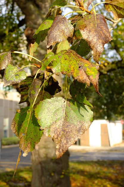 November close-up photo