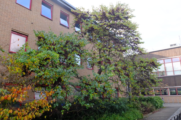 Photo of Cercis siliquastrum