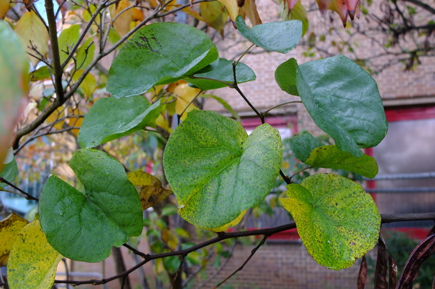 November close-up photo
