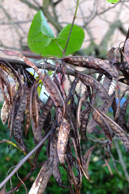 November close-up photo