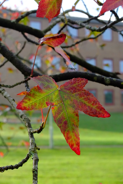 November close-up photo