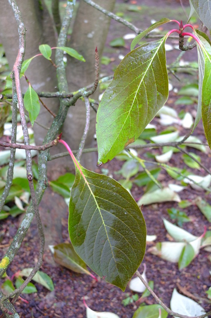 November close-up photo