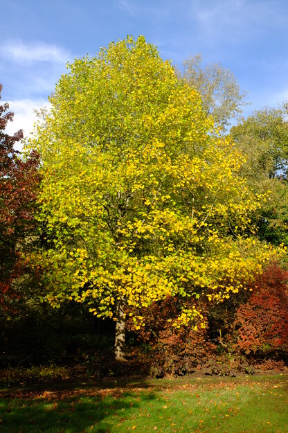 November tree photo