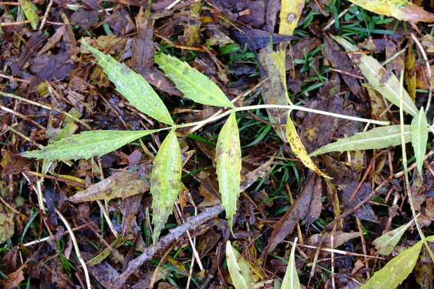 November close-up photo