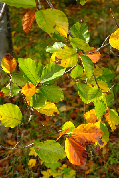 November close-up photo