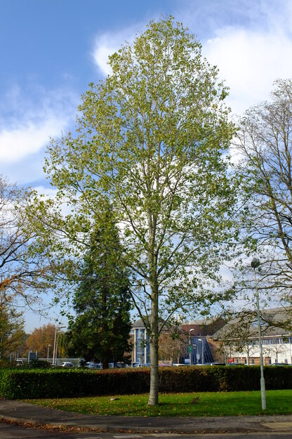 November tree photo