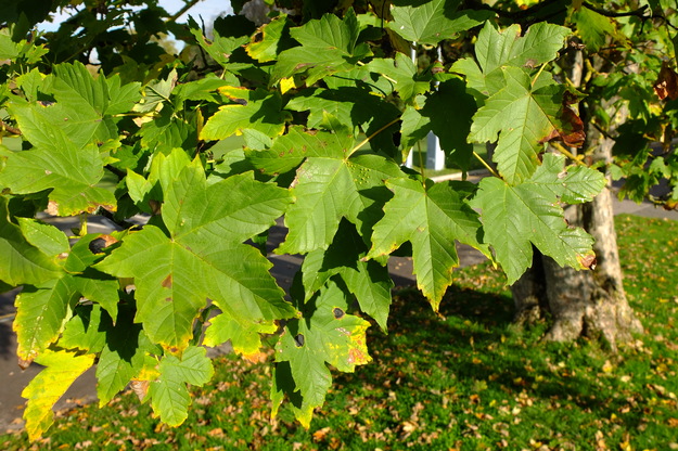 November close-up photo