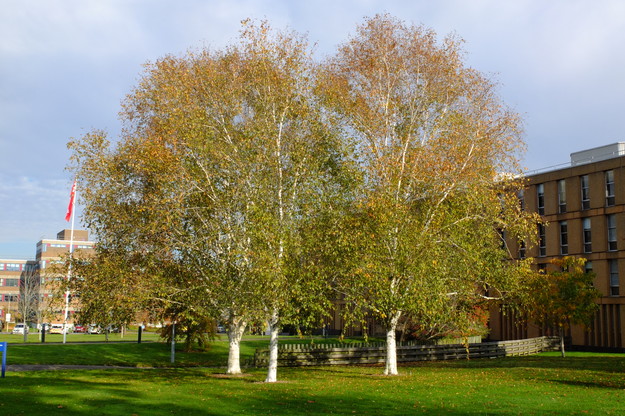 Photo of Betula utilis jacquemontii