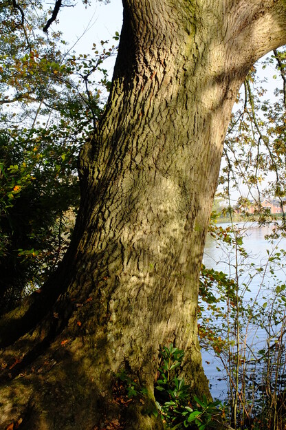 November close-up photo