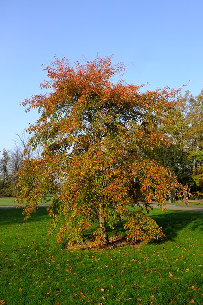 November tree photo