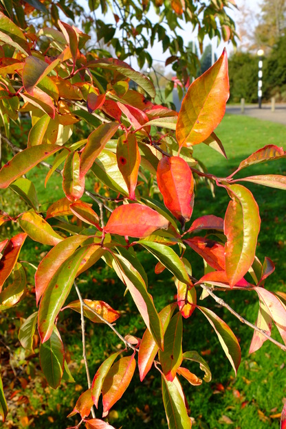 November close-up photo