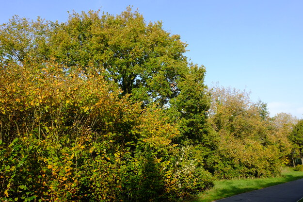 Knight Hill tree photo