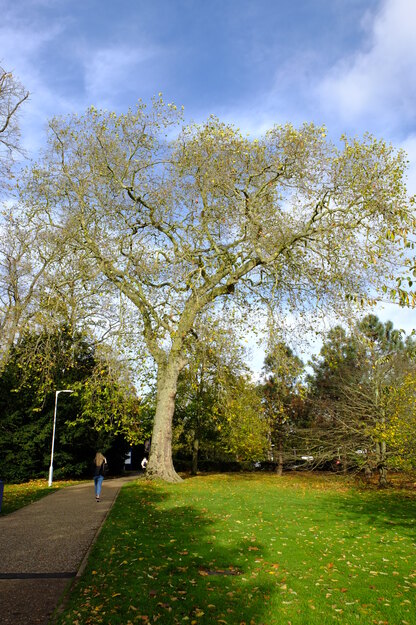 Carpark Eat tree photo