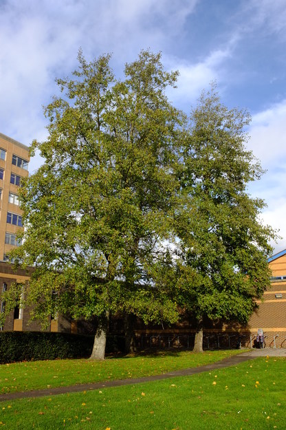Photo of Alnus cordata