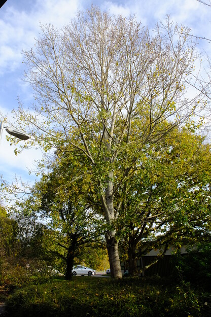 November tree photo