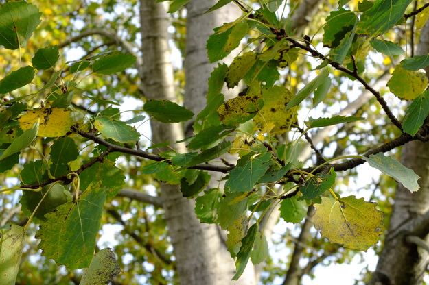November close-up photo