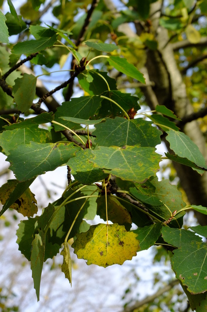 November close-up photo